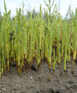 Image de Salicornia bigelovii Torrey