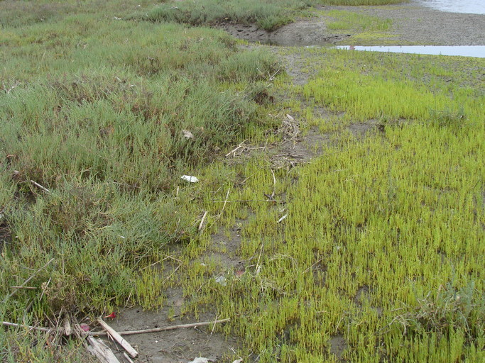 Image de Salicornia bigelovii Torrey