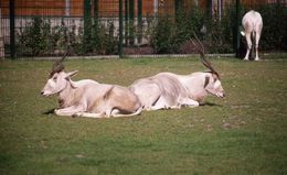 Imagem de Addax nasomaculatus (Blainville 1816)