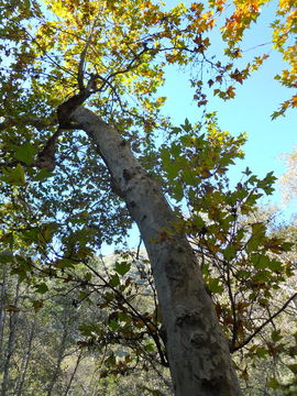 Image of California sycamore