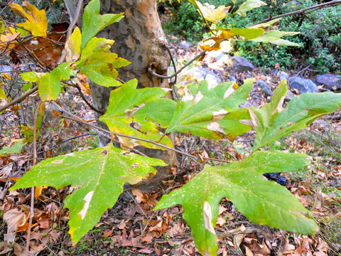 Platanus racemosa Nutt. ex Audubon的圖片