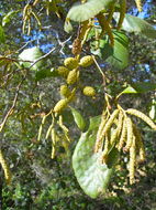 Image of California alder