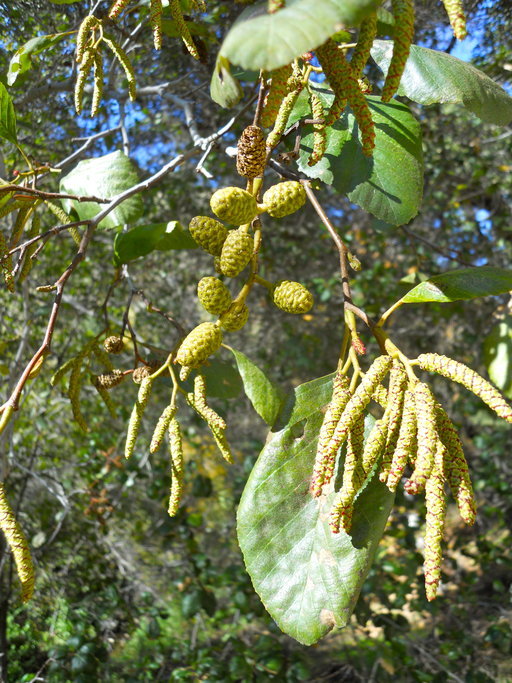 Image of California alder