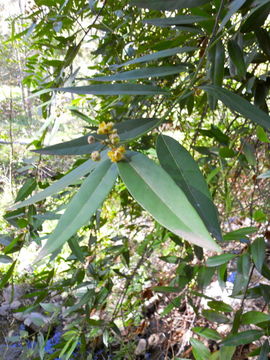 Umbellularia californica (Hook. & Arn.) Nutt. resmi