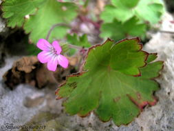 Image of Round-leaved Crane's-bill