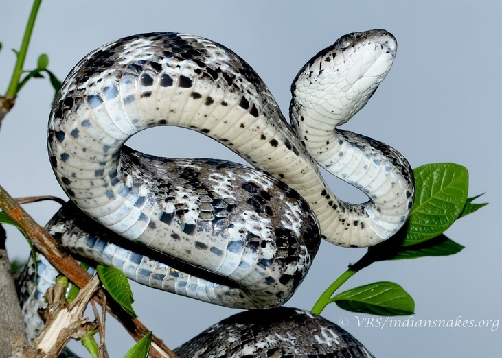 Image of Forsten's Cat Snake