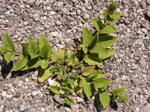 Image of Lepechinia caulescens (Ortega) Epling