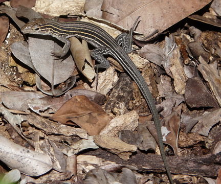 Image of <i>Aspidoscelis sexlineata</i>