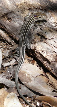 Image of <i>Aspidoscelis sexlineata</i>