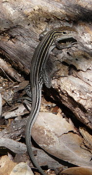 Image of <i>Aspidoscelis sexlineata</i>