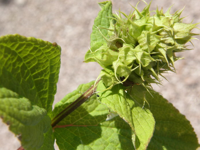 Image of Lepechinia caulescens (Ortega) Epling