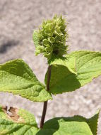 Image of Lepechinia caulescens (Ortega) Epling