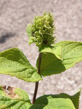 Image of Lepechinia caulescens (Ortega) Epling