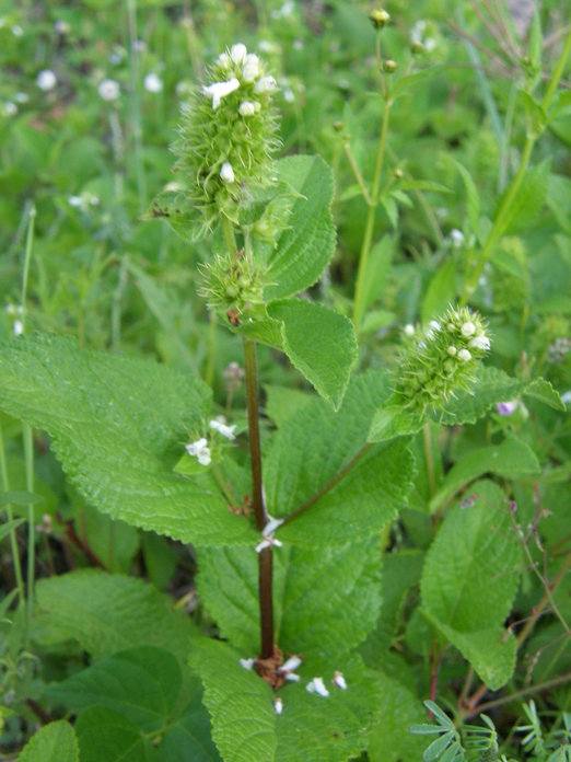 Imagem de Lepechinia caulescens (Ortega) Epling