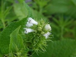 Image of Lepechinia caulescens (Ortega) Epling