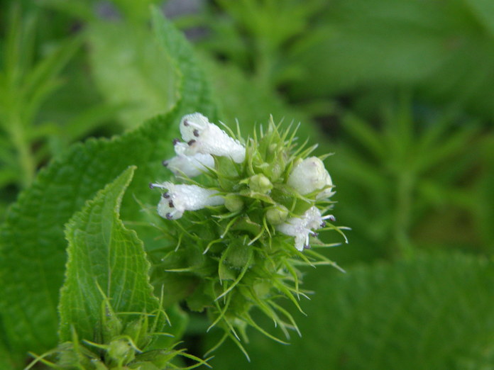 Imagem de Lepechinia caulescens (Ortega) Epling