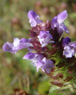 صورة Prunella vulgaris subsp. lanceolata (W. P. C. Barton) Piper & Beattie