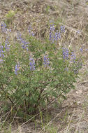 Plancia ëd Lupinus hillii Greene