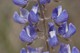 Plancia ëd Lupinus hillii Greene