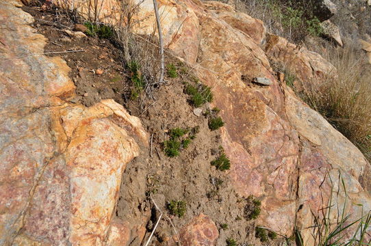 Image of bushy spikemoss