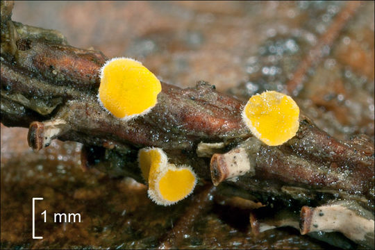 Image of Lachnellula splendens (J. Schröt.) Baral & Matheis 2000