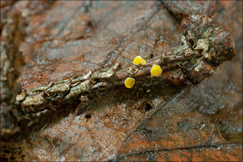 Imagem de Lachnellula splendens (J. Schröt.) Baral & Matheis 2000