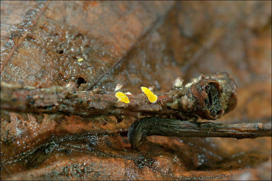 Image of Lachnellula splendens (J. Schröt.) Baral & Matheis 2000