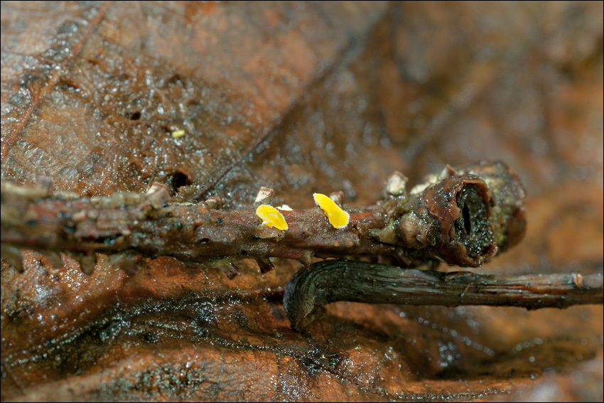 Imagem de Lachnellula splendens (J. Schröt.) Baral & Matheis 2000