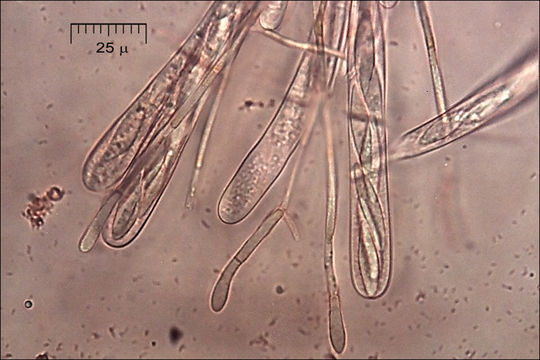 Imagem de Lachnellula splendens (J. Schröt.) Baral & Matheis 2000