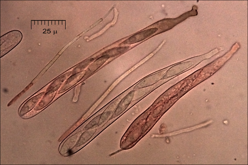 Imagem de Lachnellula splendens (J. Schröt.) Baral & Matheis 2000