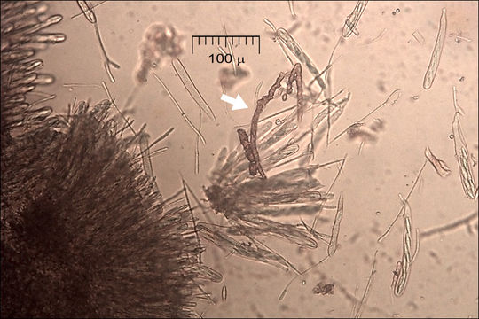 Lachnellula splendens (J. Schröt.) Baral & Matheis 2000 resmi