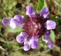 صورة Prunella vulgaris subsp. lanceolata (W. P. C. Barton) Piper & Beattie