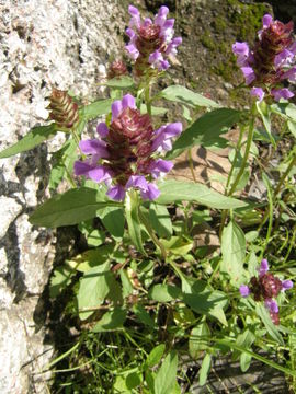 Prunella vulgaris subsp. lanceolata (W. P. C. Barton) Piper & Beattie resmi