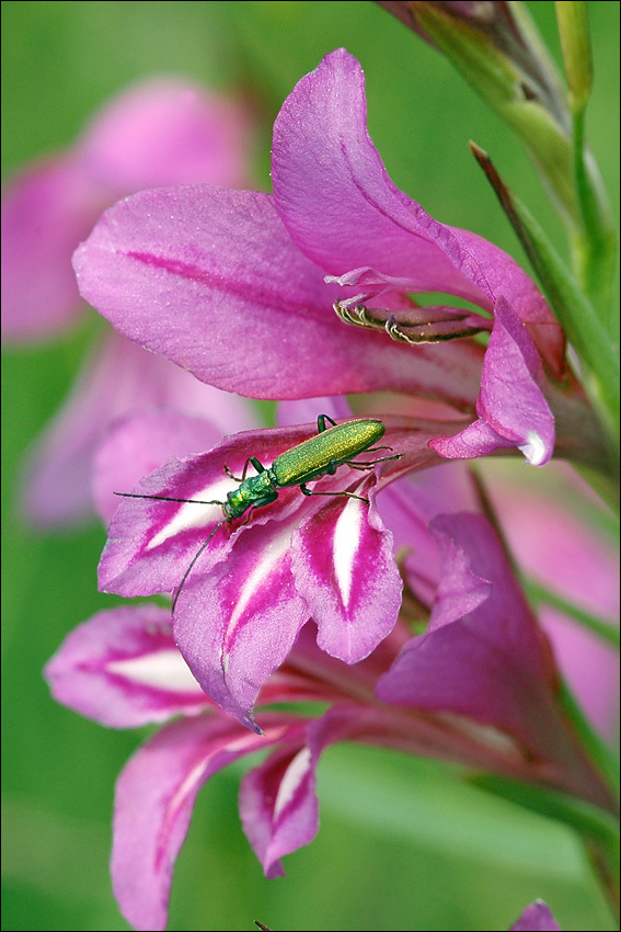 Imagem de Gladiolus illyricus W. D. J. Koch