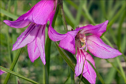 Imagem de Gladiolus illyricus W. D. J. Koch