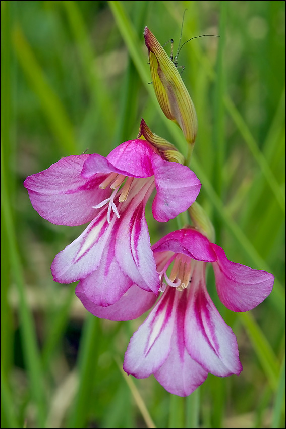 Imagem de Gladiolus illyricus W. D. J. Koch