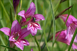 Imagem de Gladiolus illyricus W. D. J. Koch