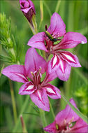 Imagem de Gladiolus illyricus W. D. J. Koch