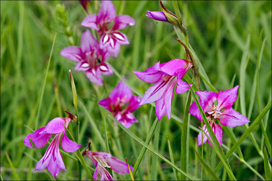 Imagem de Gladiolus illyricus W. D. J. Koch