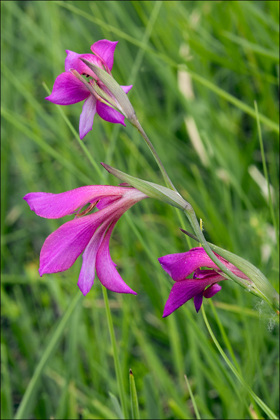 Imagem de Gladiolus illyricus W. D. J. Koch