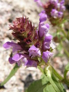 صورة Prunella vulgaris subsp. lanceolata (W. P. C. Barton) Piper & Beattie