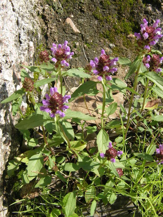 صورة Prunella vulgaris subsp. lanceolata (W. P. C. Barton) Piper & Beattie