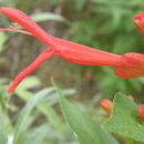 Imagem de Salvia betulifolia Epling