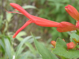 Imagem de Salvia betulifolia Epling