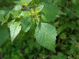 Imagem de Salvia betulifolia Epling