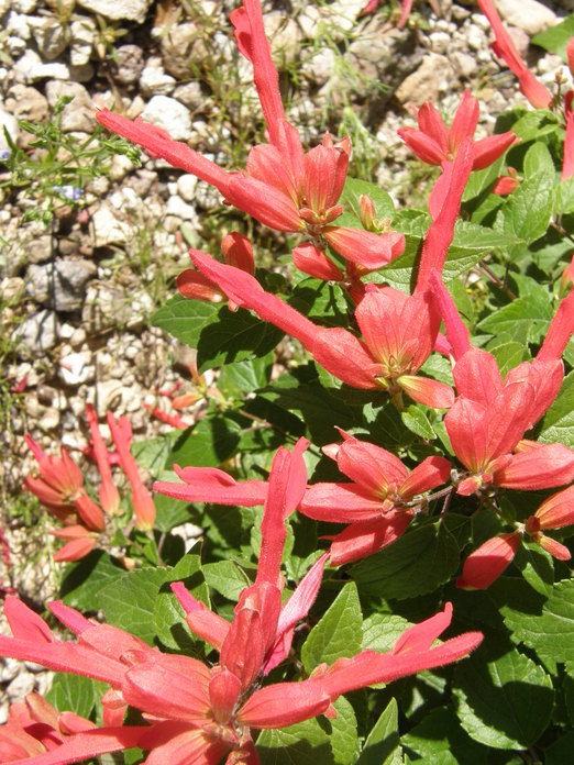 Imagem de Salvia betulifolia Epling