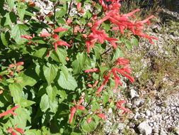 Imagem de Salvia betulifolia Epling