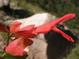 Imagem de Salvia betulifolia Epling