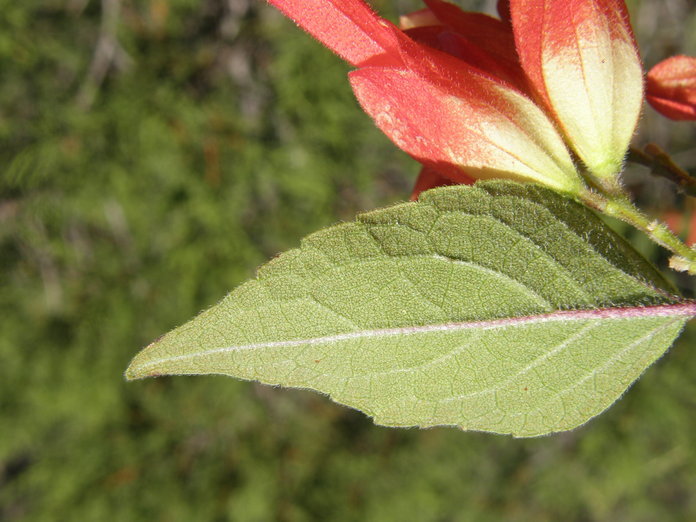 Imagem de Salvia betulifolia Epling