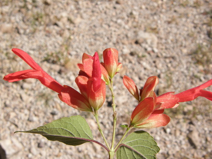 Imagem de Salvia betulifolia Epling